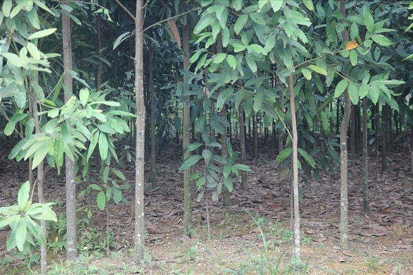 cây quế - Image 5