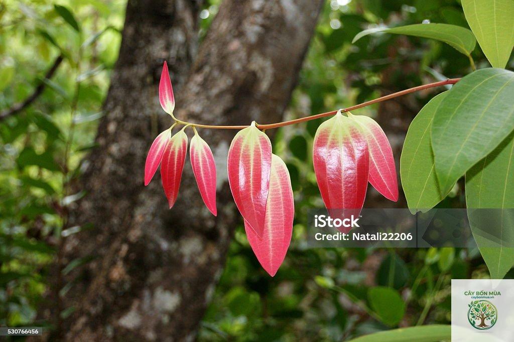 cây quế Ceylon - Image 3