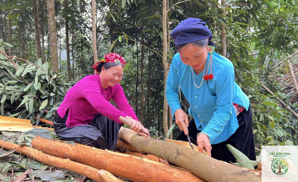 cây quế Sa Pa
