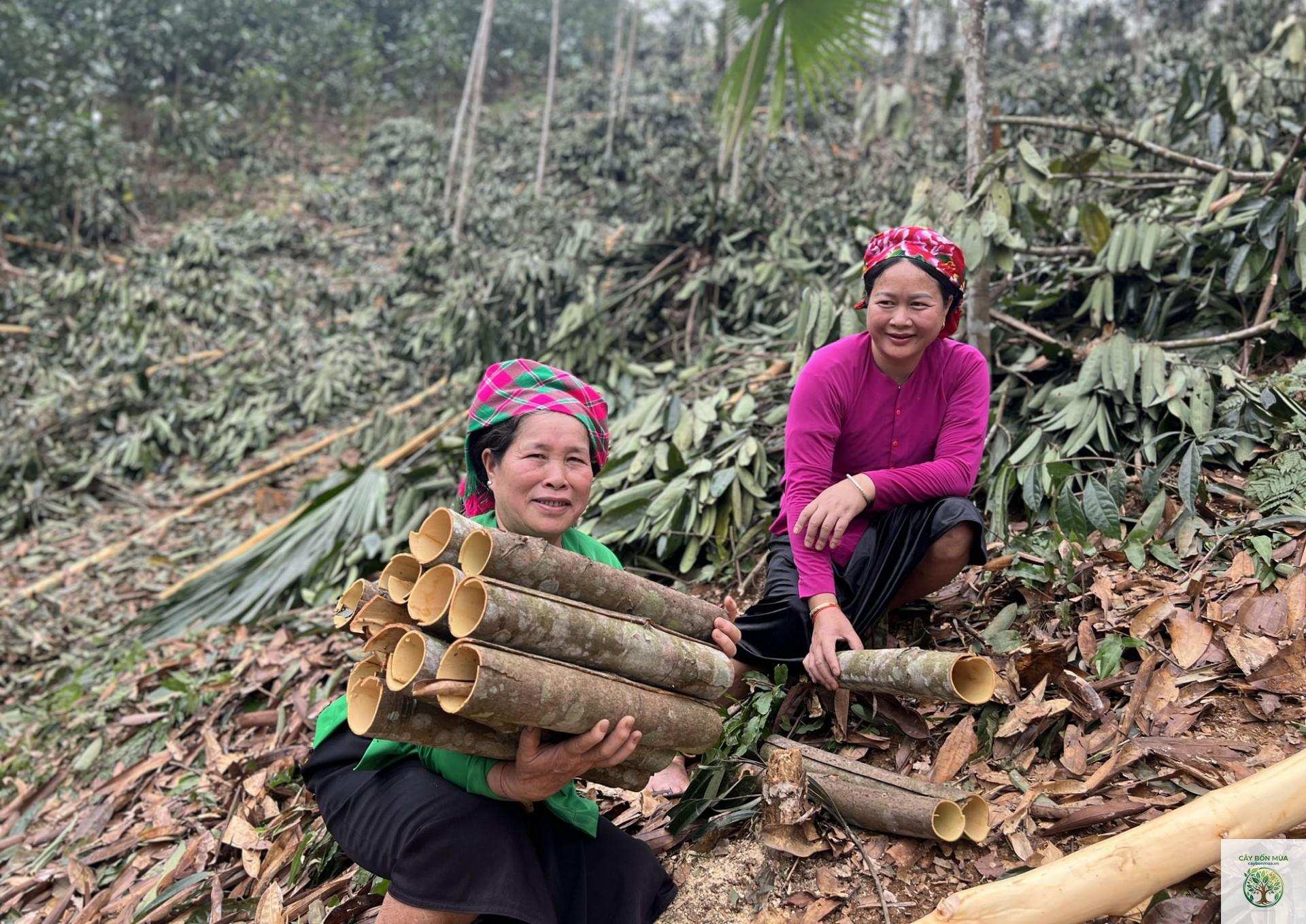 cây quế Sa Pa - Image 2