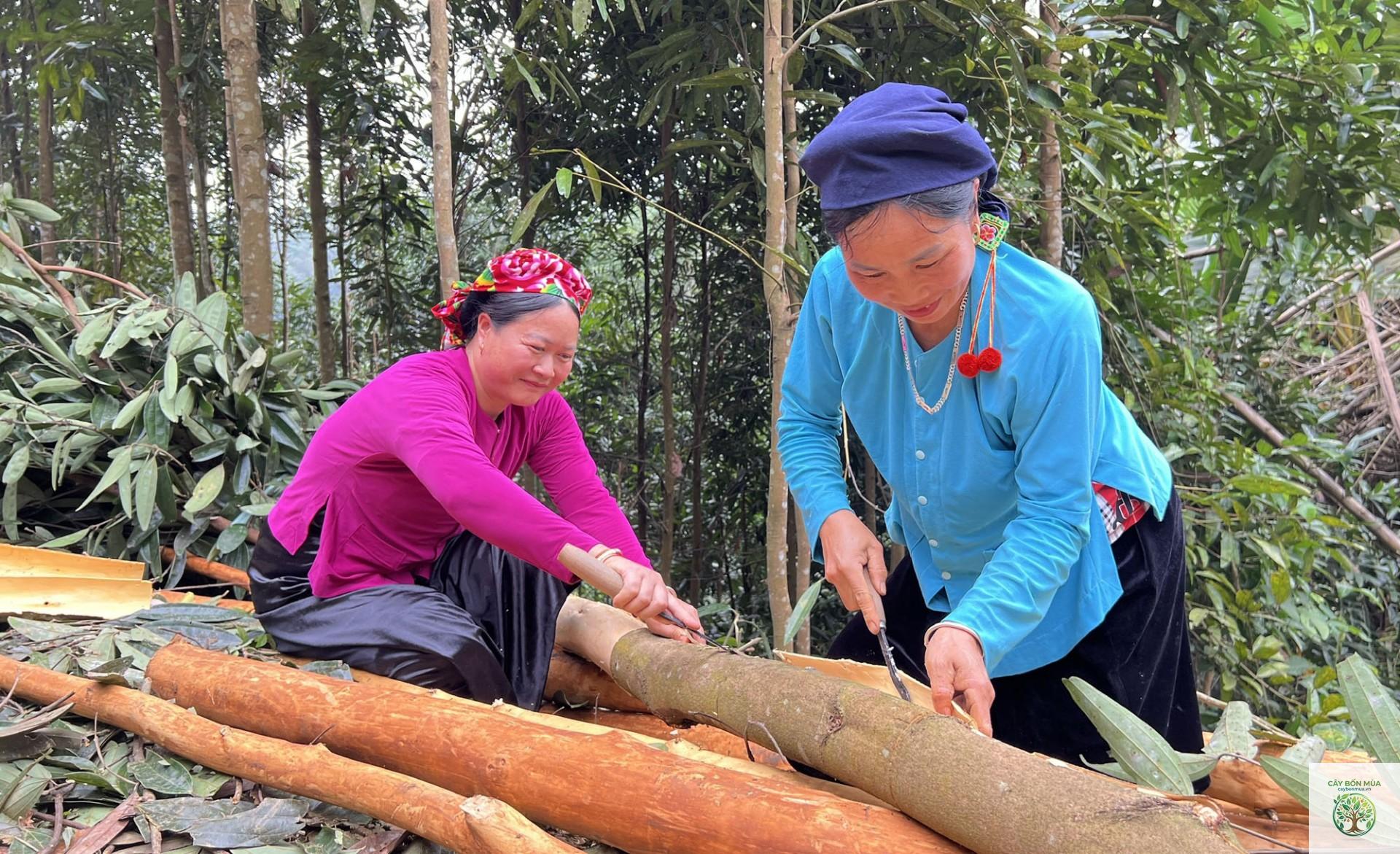 cây quế Sa Pa - Image 1