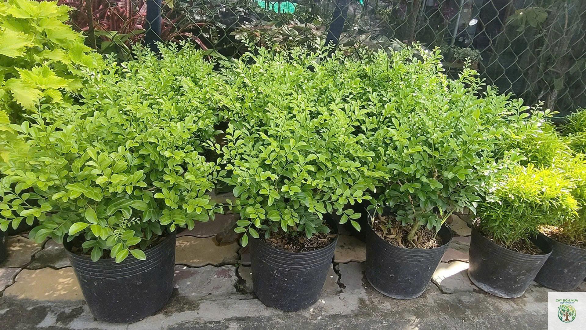 cây quế Thái Lan - Image 4