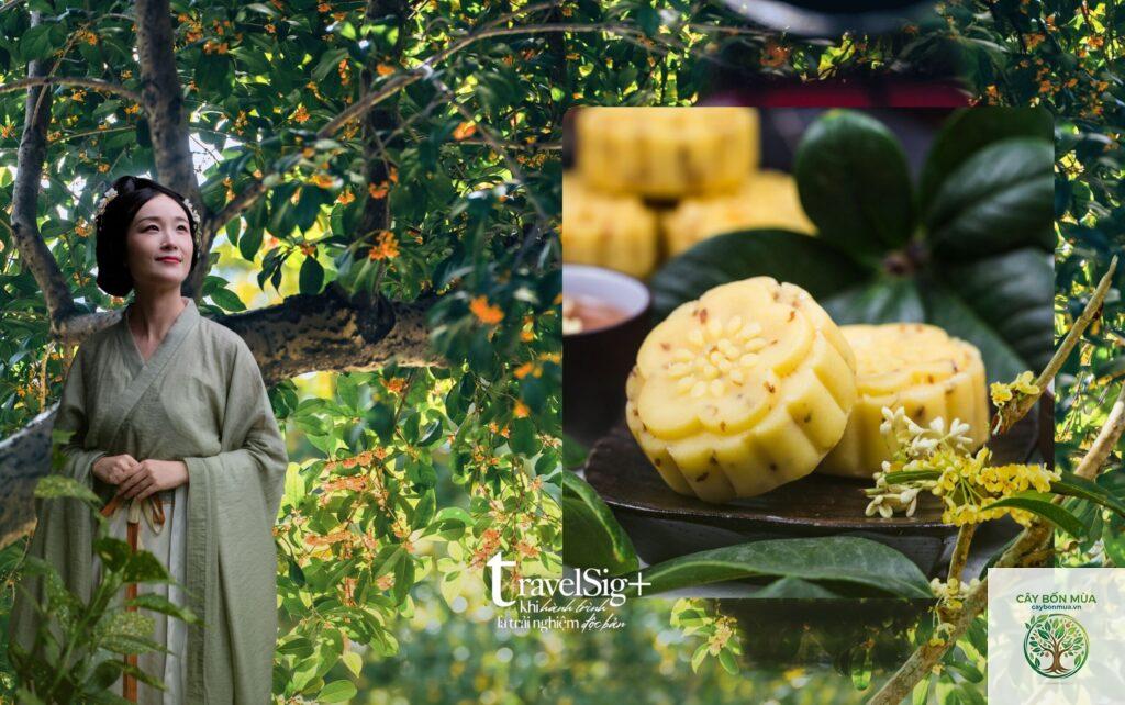 cây quế Trung Quốc