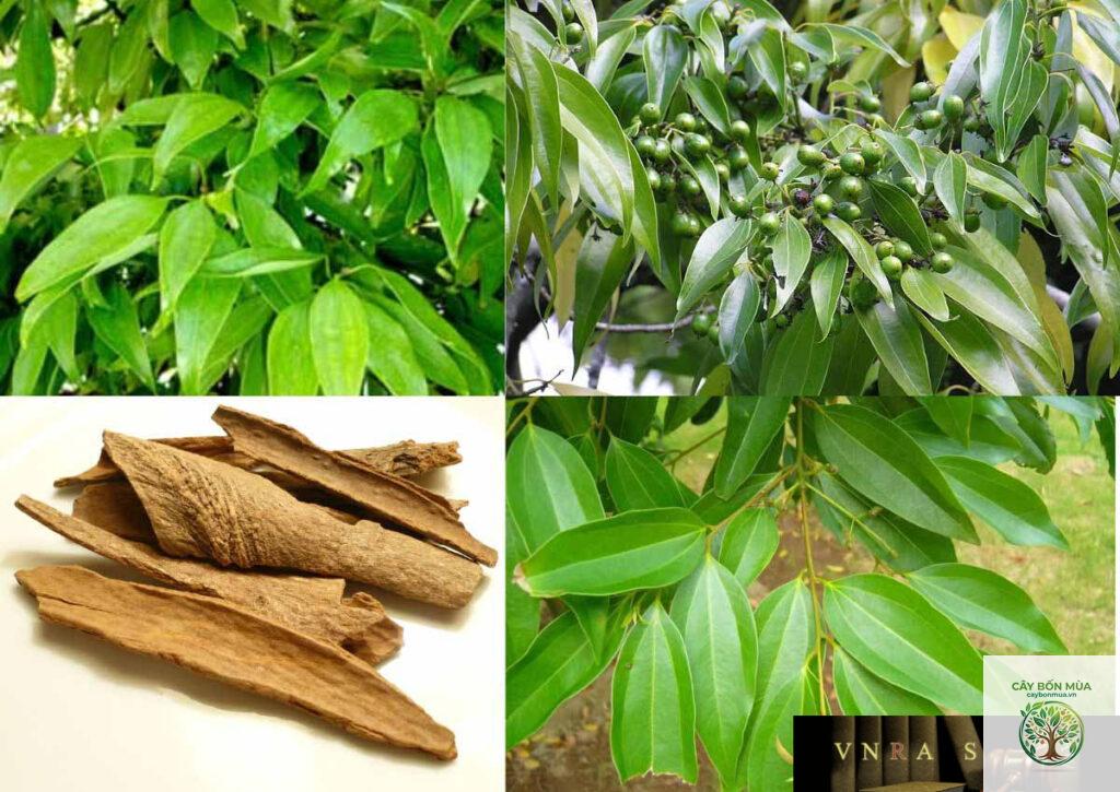 cây quế Việt Nam