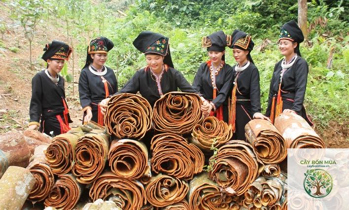 cây quế Yên Bái - Image 2