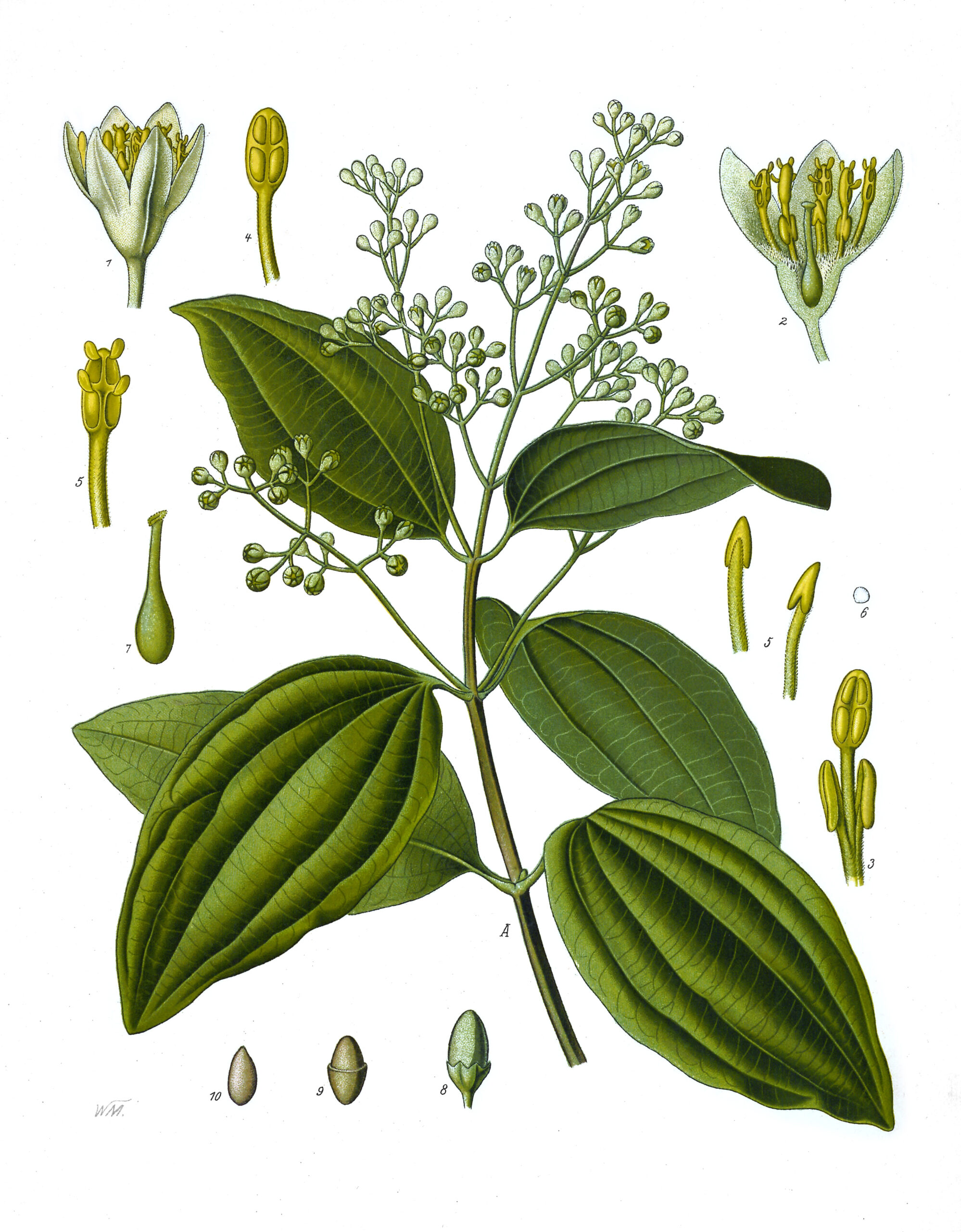 cây quế chi - Image 4