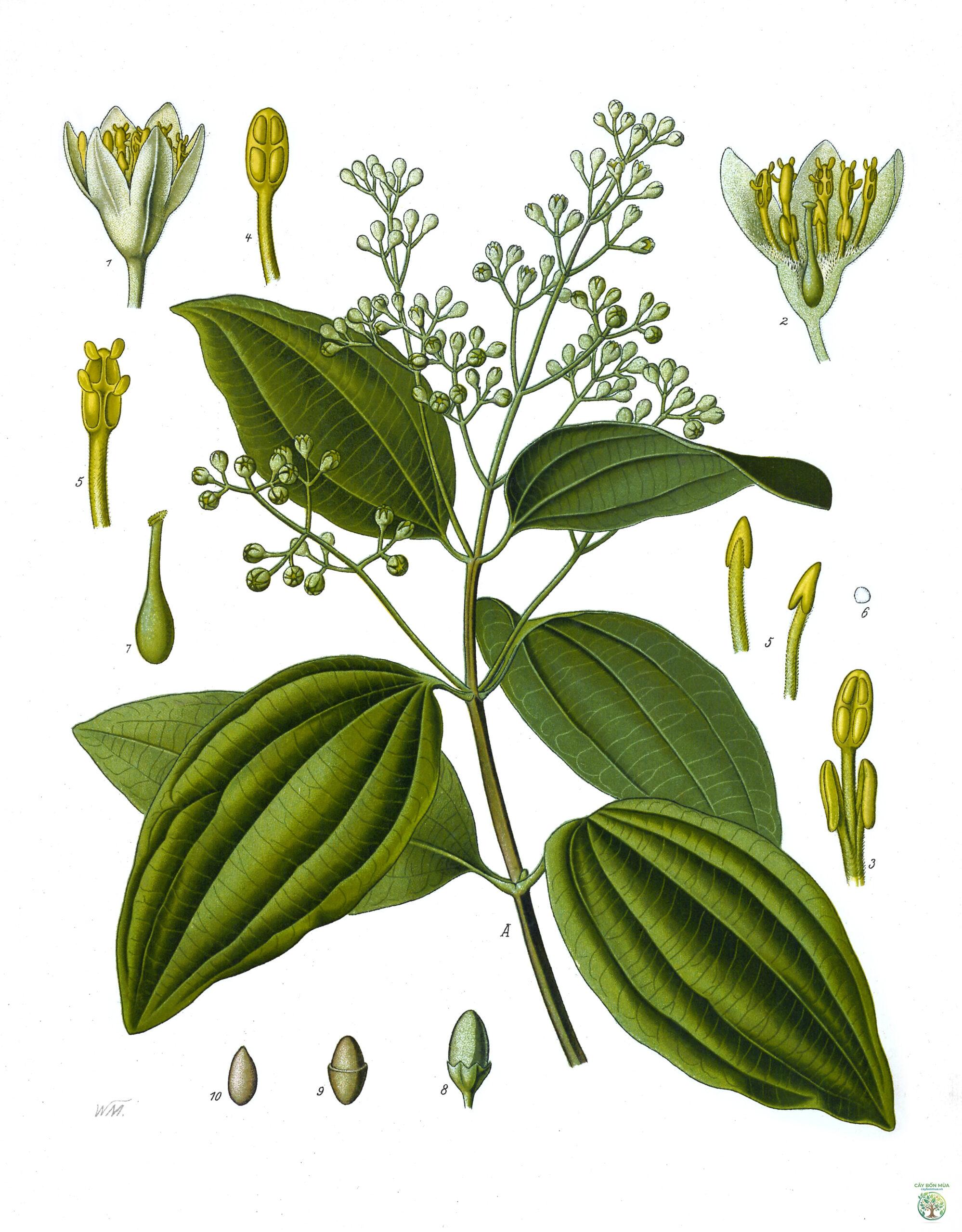 cây quế chi - Image 5