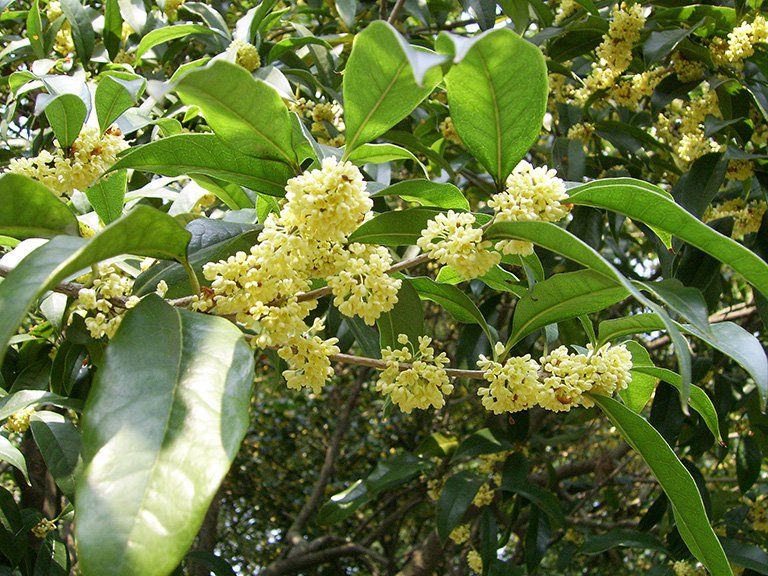 cây quế chi