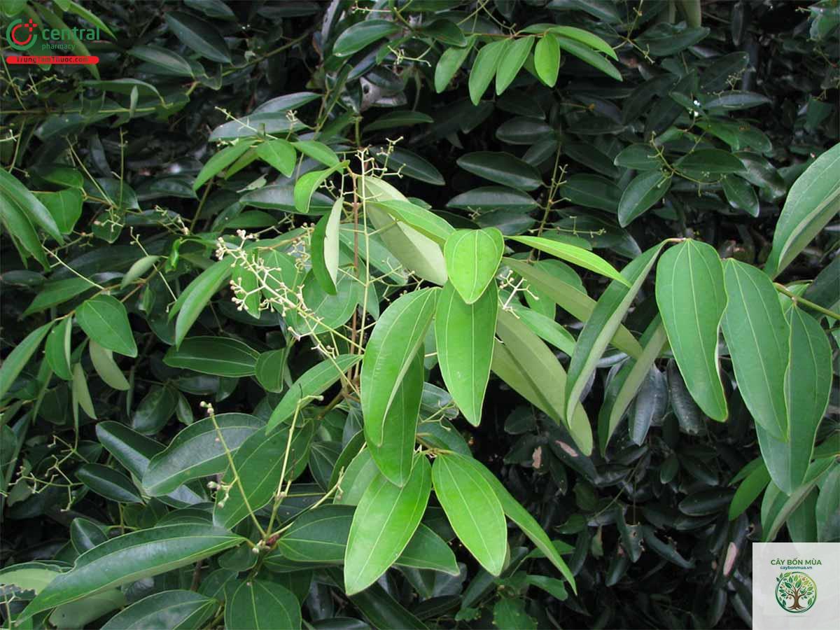 cây quế đen - Image 4