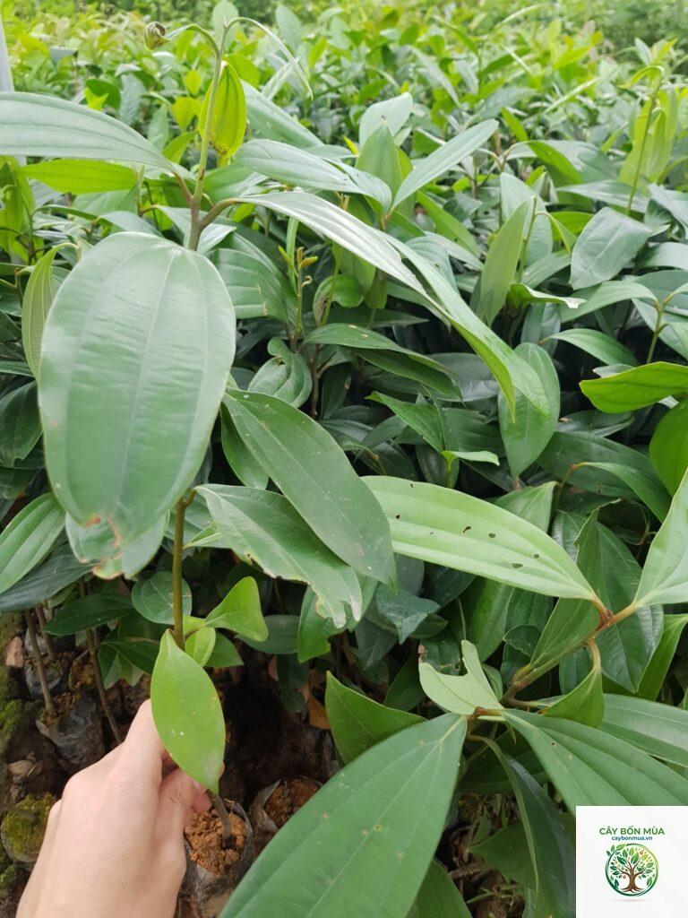 cây quế lá to