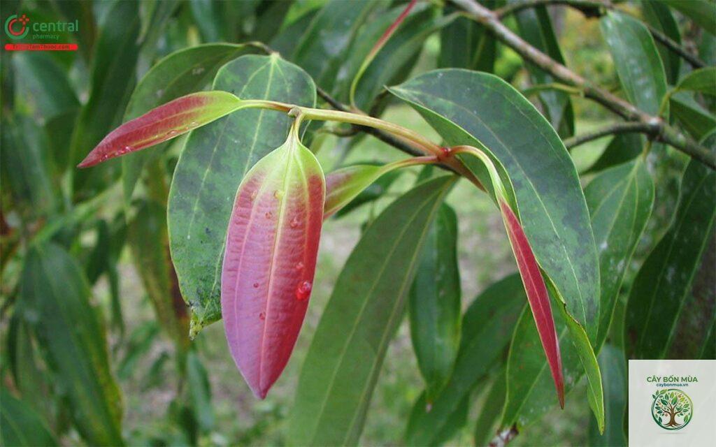 cây quế rừng
