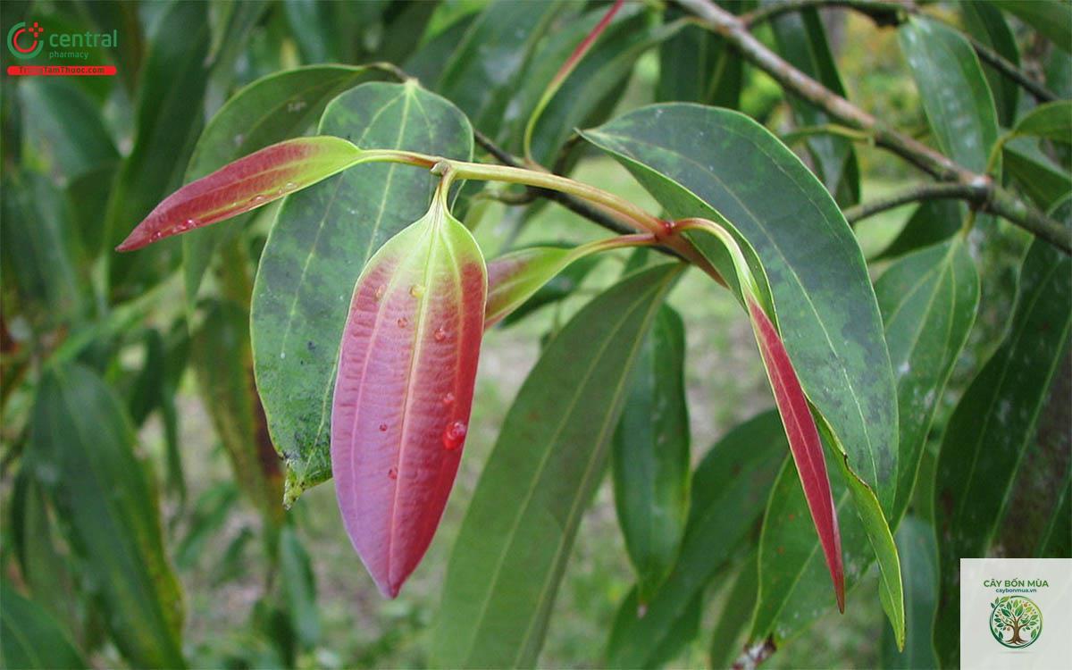 cây quế rừng - Image 1