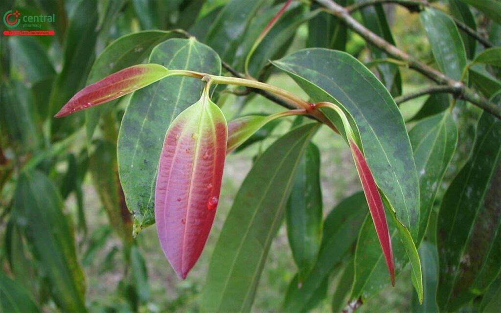 cây quế rừng