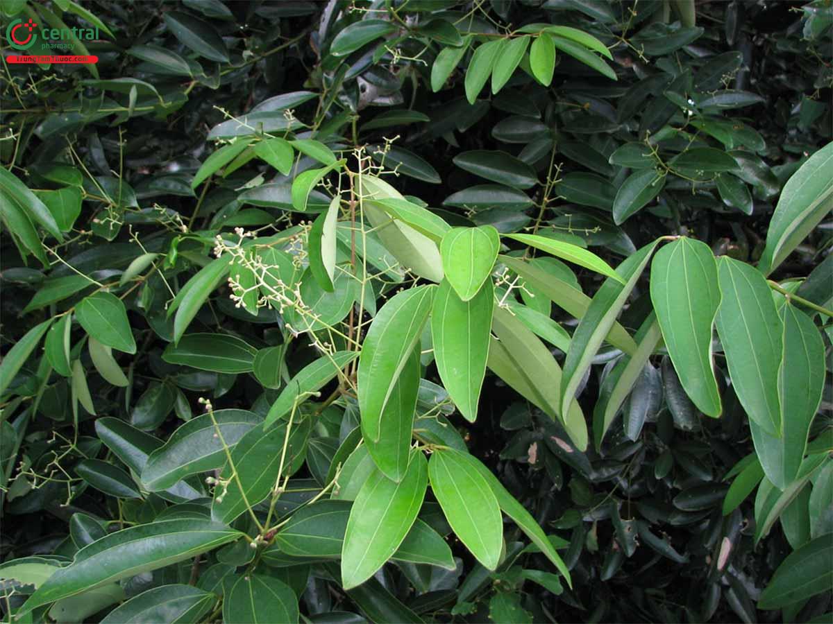 cây quế rừng - Image 2