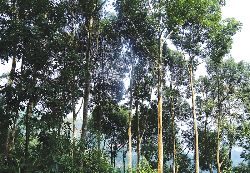 cây quế rừng - Image 5