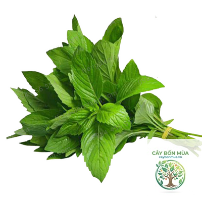 cây quế trắng - Image 3
