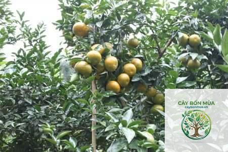 cây quýt Bắc Kạn - Image 4
