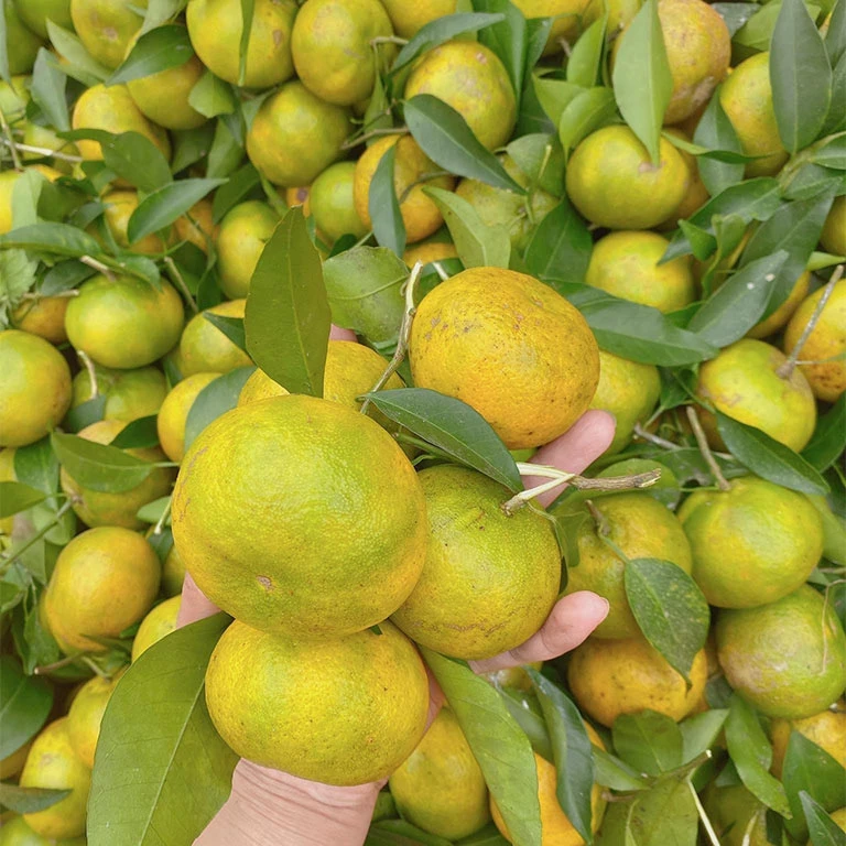 cây quýt Bắc Kạn - Image 1