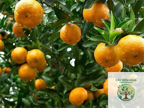 cây quýt Clementine - Image 1