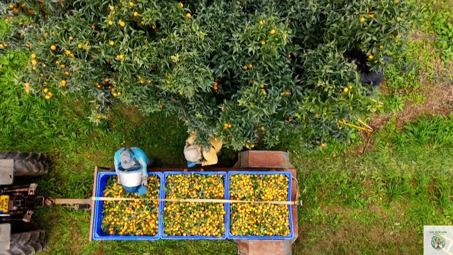 cây quýt Clementine - Image 2