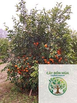 cây quýt Kinnow - Image 2