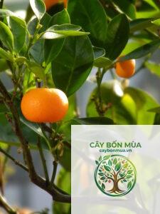 cây quýt Mandarin