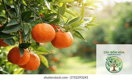 cây quýt Mandarin - Image 3