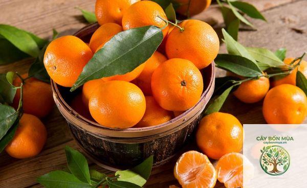 cây quýt Mandarin - Image 4