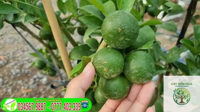cây quýt Mandarin - Image 5