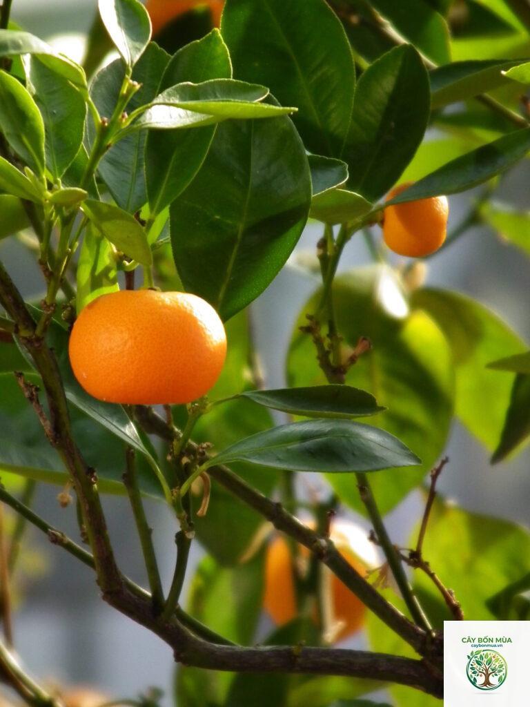 cây quýt Mandarin