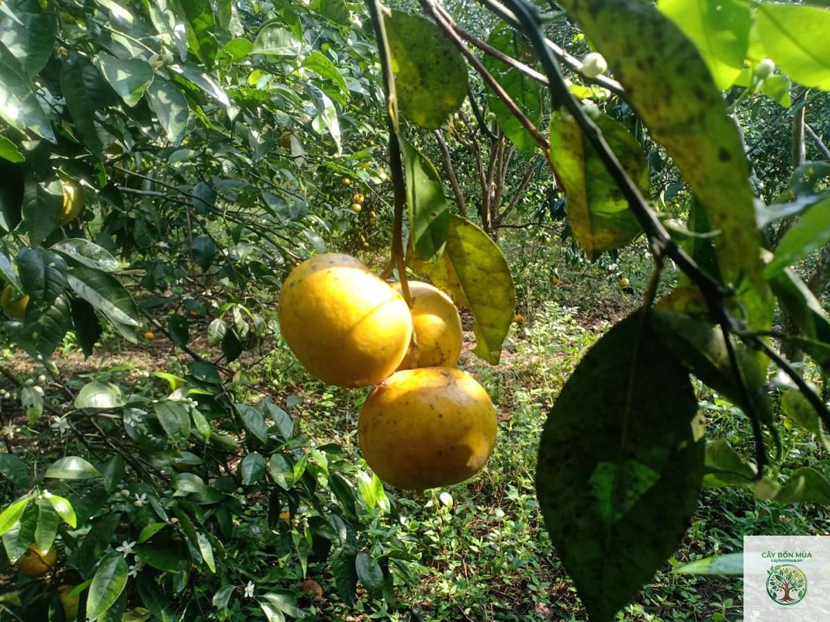 cây quýt Phủ Quỳ - Image 3