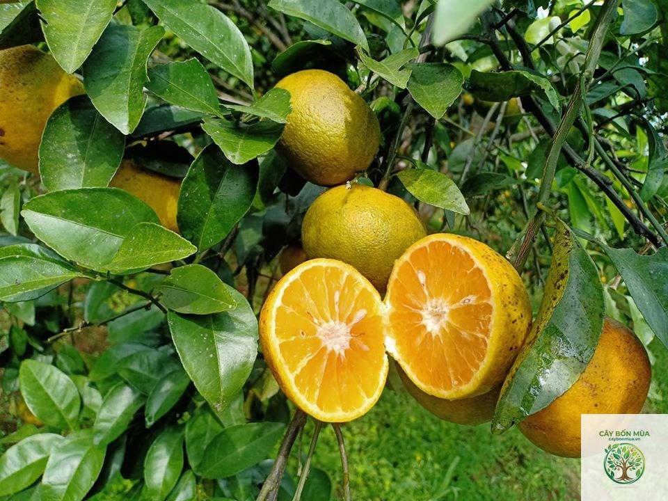 cây quýt Phủ Quỳ