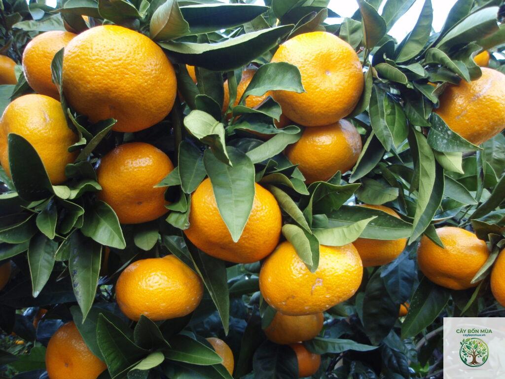 cây quýt Satsuma