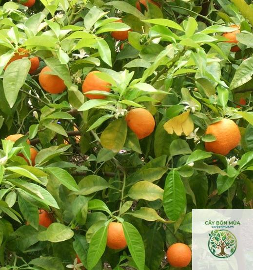 cây quýt Satsuma - Image 2