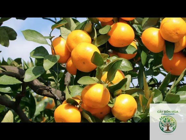 cây quýt Satsuma - Image 3