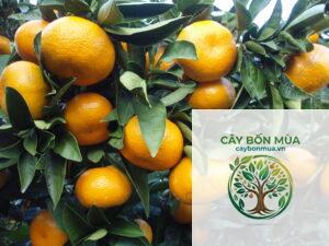 cây quýt Satsuma