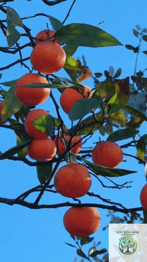 cây quýt Satsuma - Image 4