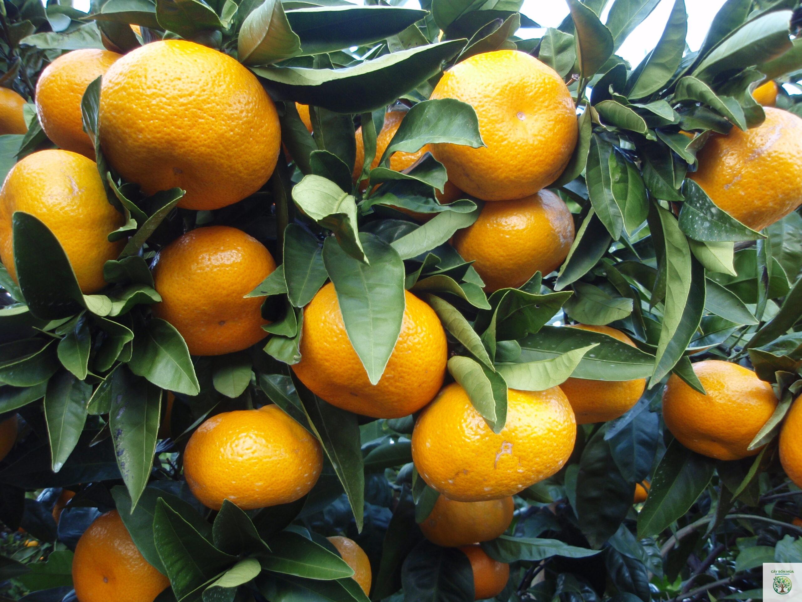 cây quýt Satsuma - Image 1