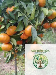 cây quýt Thái Lan