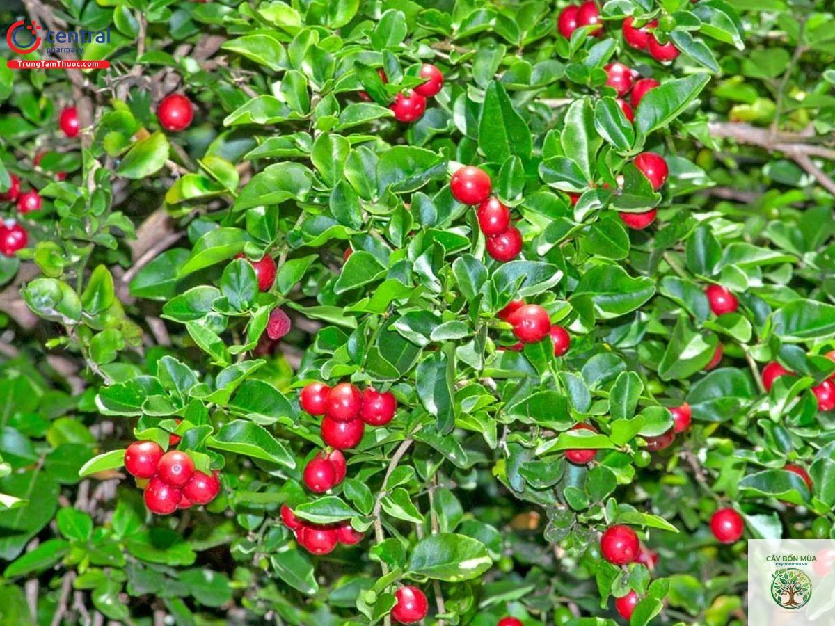 cây quýt đỏ - Image 3