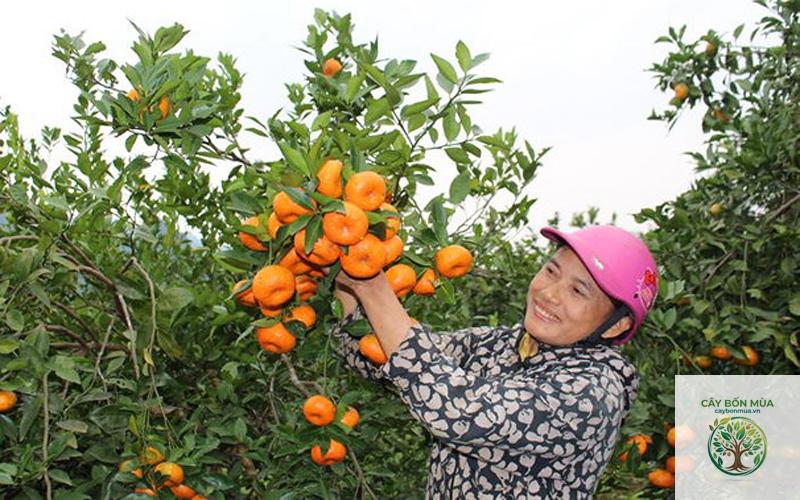 cây quýt đỏ - Image 4