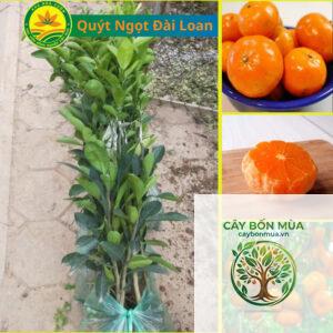 cây quýt đường Đài Loan