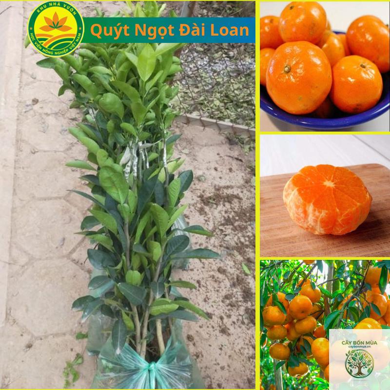 cây quýt đường Đài Loan - Image 1
