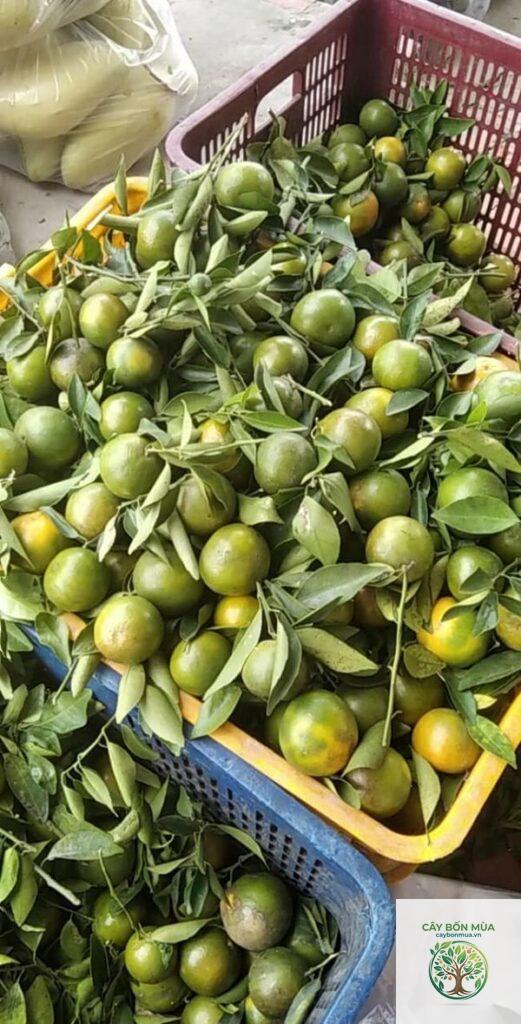 cây quýt đường Lai Vung