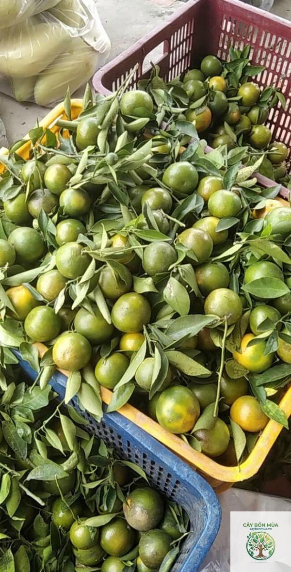 cây quýt đường Lai Vung - Image 1