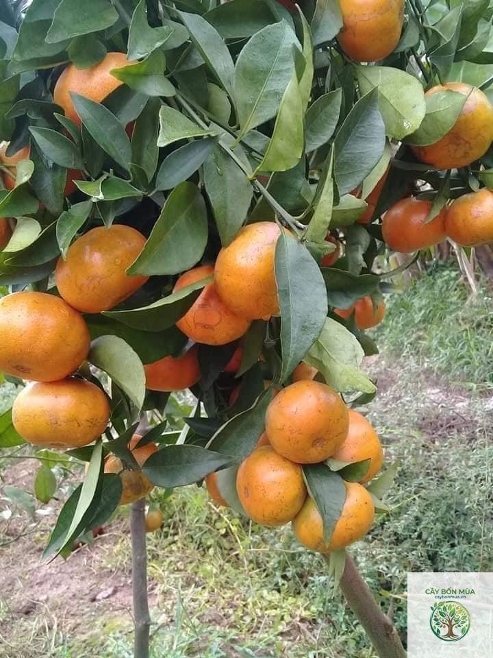 cây quýt đường Thái Lan