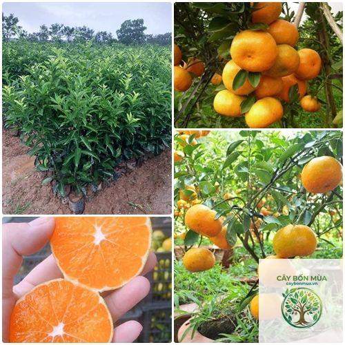 cây quýt đường không hạt - Image 4