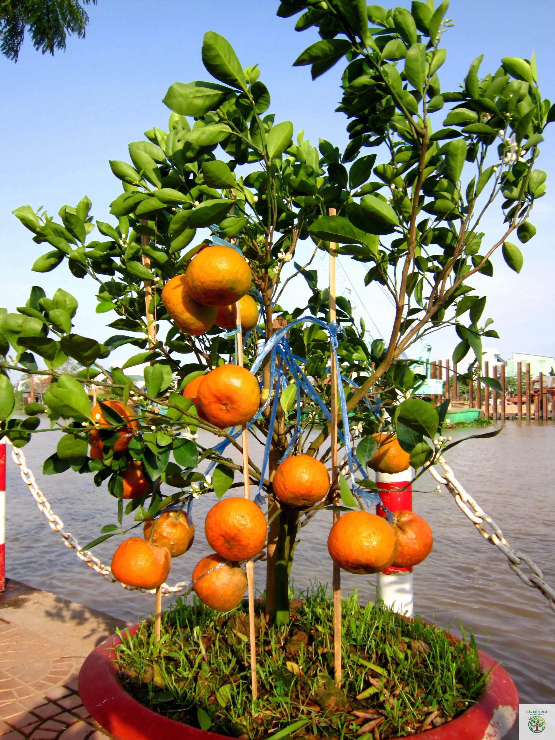 cây quýt hồng - Image 2