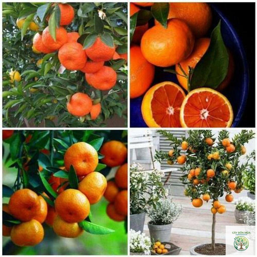 cây quýt không hạt