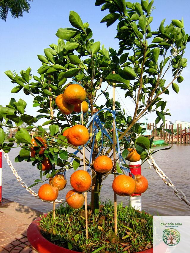 cây quýt tiều